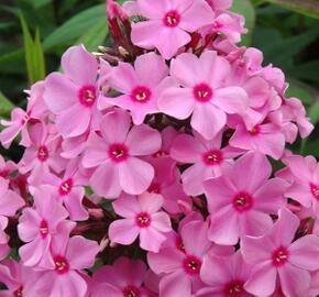 Plamenka latnatá 'Sweet Summer Rose' - Phlox paniculata 'Sweet Summer Rose'