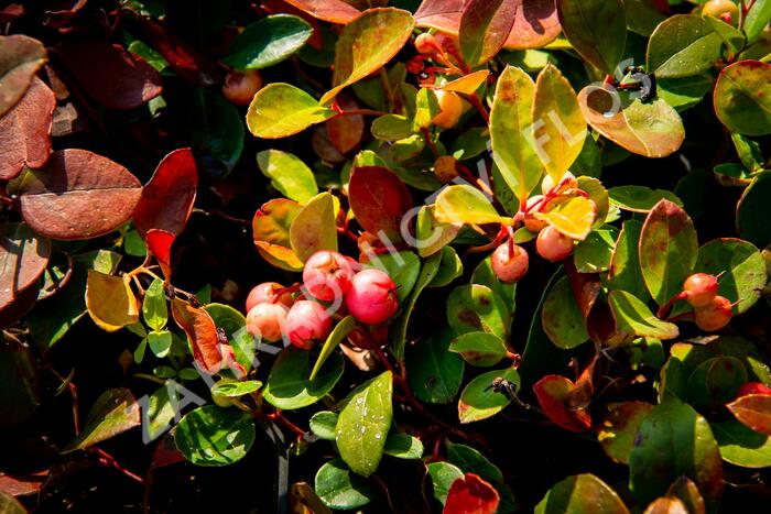 Libavka polehlá 'Winter Pearls Speedy Baron' - Gaultheria procumbens 'Winter Pearls Speedy Baron'