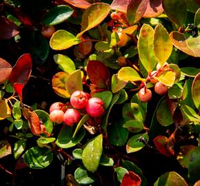 Libavka polehlá 'Winter Pearls Speedy Baron' - Gaultheria procumbens 'Winter Pearls Speedy Baron'