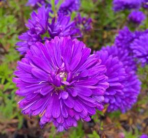 Hvězdnice novobelgická 'Henry Purple' - Aster novi-belgii 'Henry Purple'