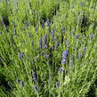 Levandule úzkolistá 'Hidcote Blue' - Lavandula angustifolia 'Hidcote Blue'