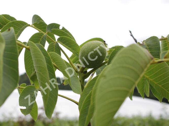 Ořešák vlašský (královský) - Juglans regia