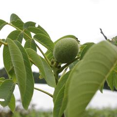 Ořešák vlašský (královský) - Juglans regia