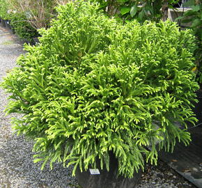 Kryptomérie japonská 'Globosa Nana' - Cryptomeria japonica 'Globosa Nana'