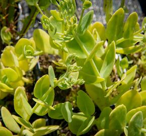 Rozchodník nádherný 'Brilliant' - Sedum spectabile 'Brilliant'