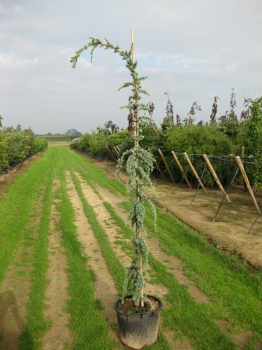 Cedr libanonský 'Glauca Pendula' - Cedrus libani 'Glauca Pendula'