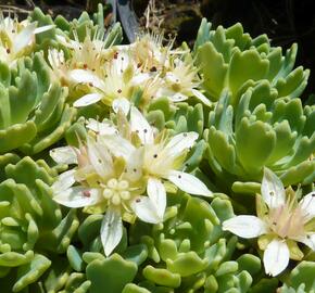 Rozchodník šedý - Sedum pachyclados