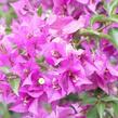 Bugenvilea lysá - Bougainvillea glabra