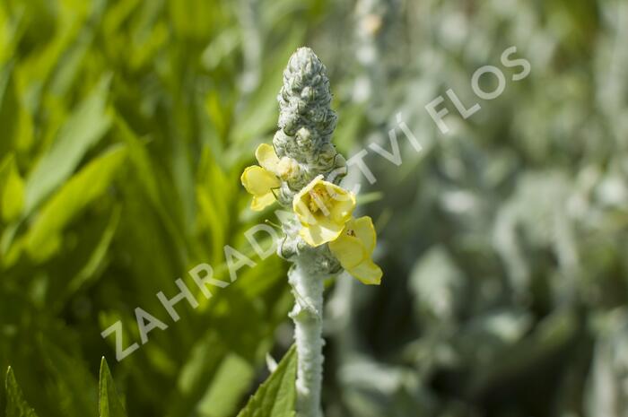 Divizna 'Polarsommer' - Verbascum bombyciferum 'Polarsommer'