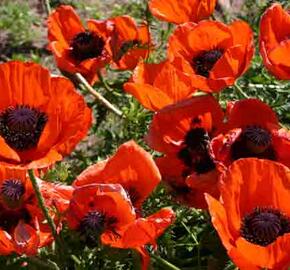 Mák východní 'Brillant' - Papaver orientale 'Brillant'