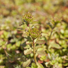 Rozchodník pochybný 'Tricolor' - Sedum spurium 'Tricolor'