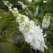 Ostrožka 'Galahad' - Delphinium Pacific 'Galahad'