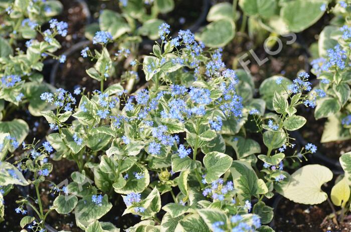 Pomněnkovec velkolistý 'Variegata' - Brunnera macrophylla 'Variegata'