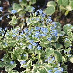 Pomněnkovec velkolistý 'Variegata' - Brunnera macrophylla 'Variegata'