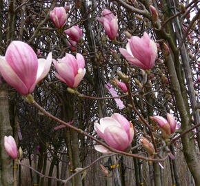 Šácholan Soulangeanův - Magnolia soulangeana