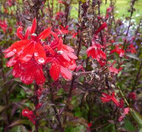 Lobelka 'Fan Scarlet' - Lobelia speciosa 'Fan Scarlet'