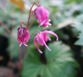 Škornice velkokvětá 'Rose Queen' - Epimedium grandiflorum 'Rose Queen'