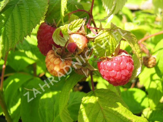 Maliník remontantní 'Heritage' - Rubus idaeus 'Heritage'