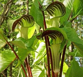 Áron - Arum triphyllum