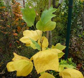 Liliovník tulipánokvětý 'Fastigiata' - Liriodendron tulipifera 'Fastigiata'