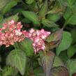 Hortenzie velkolistá 'Mirai' - Hydrangea macrophylla 'Mirai'