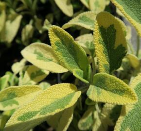 Šalvěj lékařská 'Aurea' - Salvia officinalis 'Aurea'