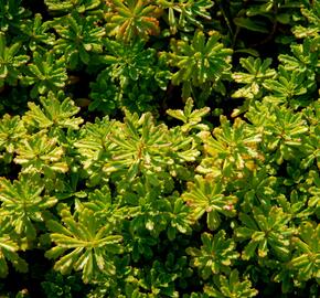 Rozchodník květonosný - Sedum floriferum