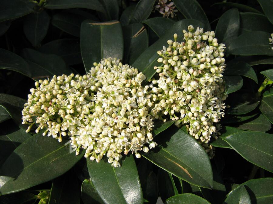 Skimie japonská 'Fragrant Cloud' - Skimmia japonica 'Fragrant Cloud'