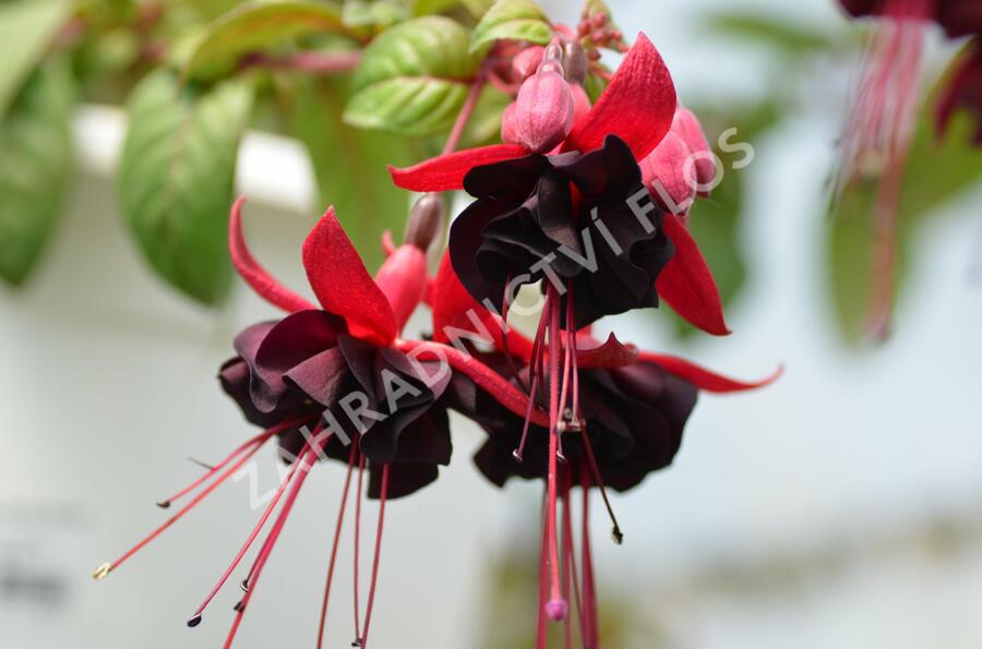 Fuchsie, čílko 'Blacky' - Fuchsia hybrida 'Blacky'