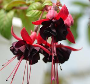 Fuchsie, čílko 'Blacky' - Fuchsia hybrida 'Blacky'