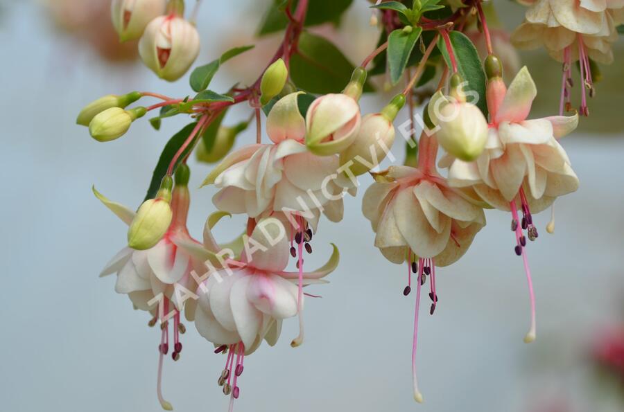 Fuchsie, čílko 'Harry Gray' - Fuchsia hybrida 'Harry Gray'