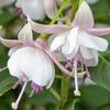 fuchsie Polar - Fuchsia Polar