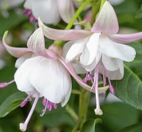 Fuchsie, čílko 'Polar' - Fuchsia hybrida 'Polar'