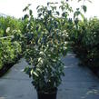 Dřín japonský 'China Girl' - Cornus kousa 'China Girl'