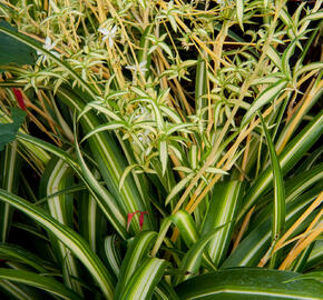 Zelenec - Chlorophytum comosum