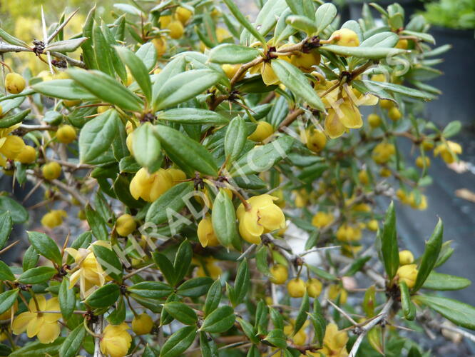 Dřišťál Frikartův 'Amstelveen' - Berberis frikartii 'Amstelveen'