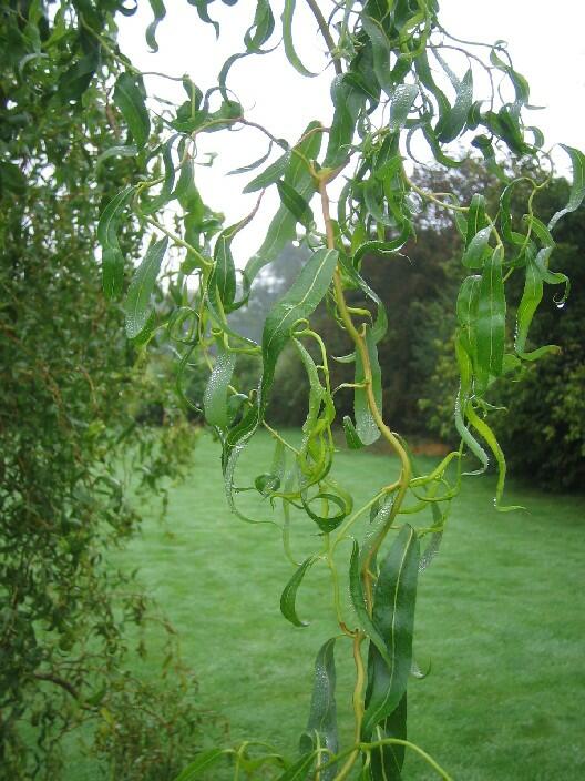 Vrba Matsudova 'Tortuosa' - Salix matsudana 'Tortuosa'