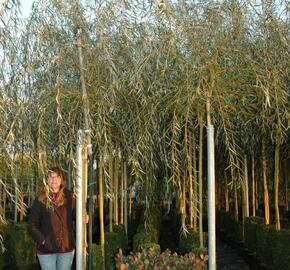 Vrba babylonská 'Aurea' - Salix babylonica 'Aurea'