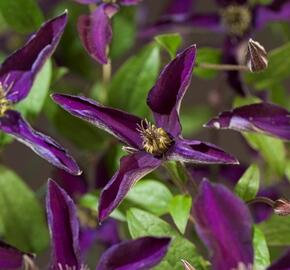 Plamének 'Noora' - Clematis 'Noora'