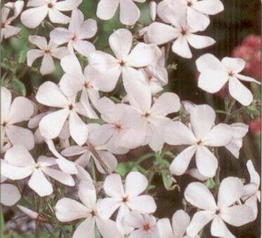 Plamenka rozkladitá - Phlox divaricata