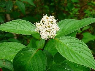 Svída bílá - Cornus alba