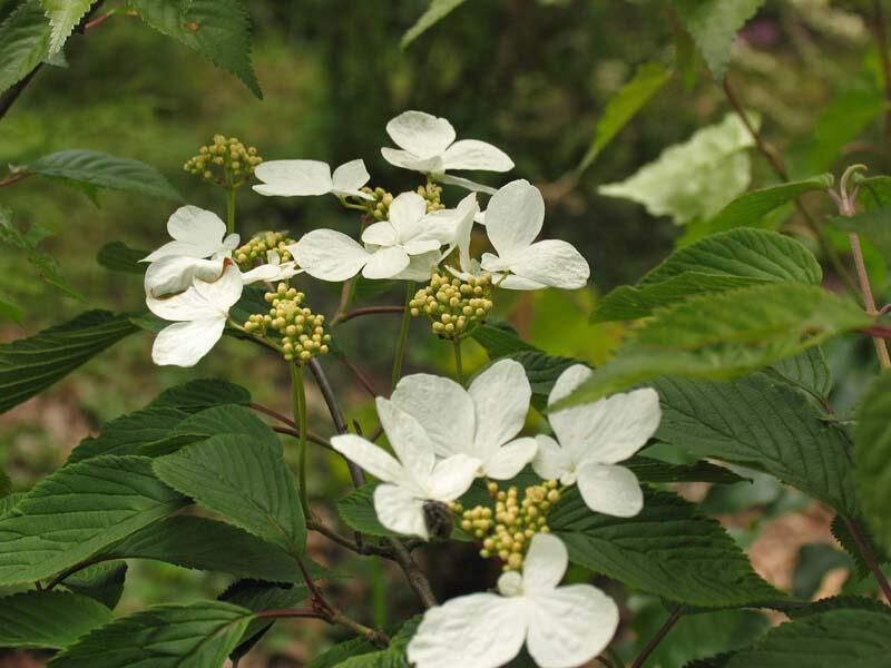 Kalina japonská 'Lanarth' - Viburnum plicatum 'Lanarth'