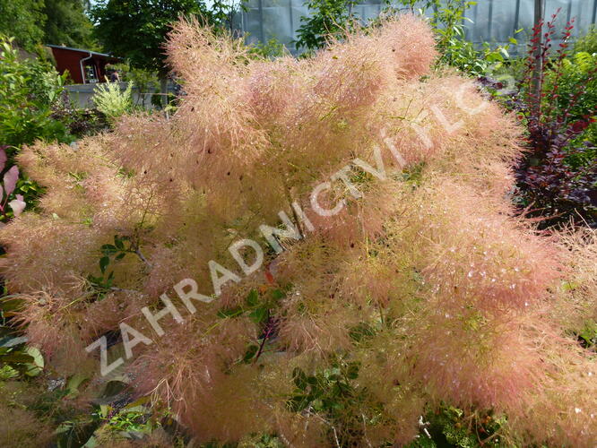 Ruj vlasatá 'Young Lady' - Cotinus coggygria 'Young Lady'