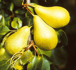 Hrušeň podzimní 'Monika' - Pyrus communis 'Monika'