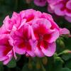 pelargonie Calliope Rose Splash - Pelargonium Calliope Rose Splash