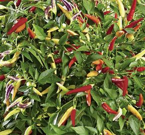 Paprika chilli 'Volante Hot Red' (převislá) - Capsicum annuum 'Volante Hot Red' F1