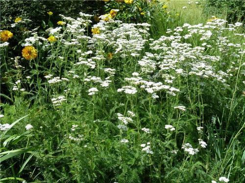 Řebříček obecný - Achillea millefolium