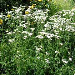 Řebříček obecný - Achillea millefolium