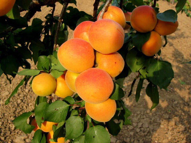 Meruňka středně raná 'Velkopavlovická' - Prunus armeniaca 'Velkopavlovická'