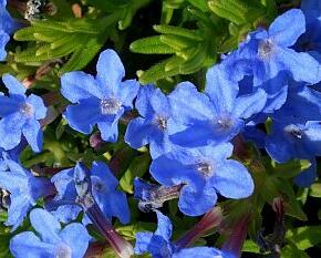 Kamejka větvená 'Heavenly Blue' - Lithodora diffusa 'Heavenly Blue'